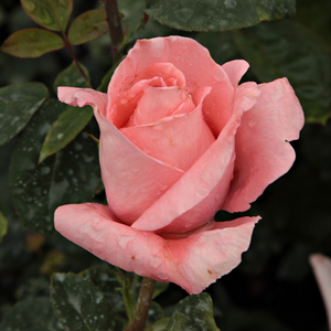 Kwiaty koloru łososiowego z miękkim odcieniem, jakby były z cukru. Na ogół pojedynczo otwierają się nad lśniącą powierzchnią średnio-zielonych liści. Chociaż posiada jedynie lekki aromat, nadaje się na róże cięte.